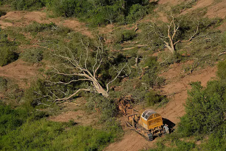 7 millones de hectáreas de bosques nativos perdidos en 25 años 1 7 millones de hectáreas de bosques nativos perdidos en 25 años