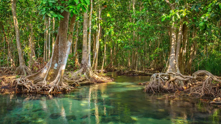 Día Internacional de la defensa del Ecosistema Manglar 2 Día Internacional de la defensa del Ecosistema Manglar