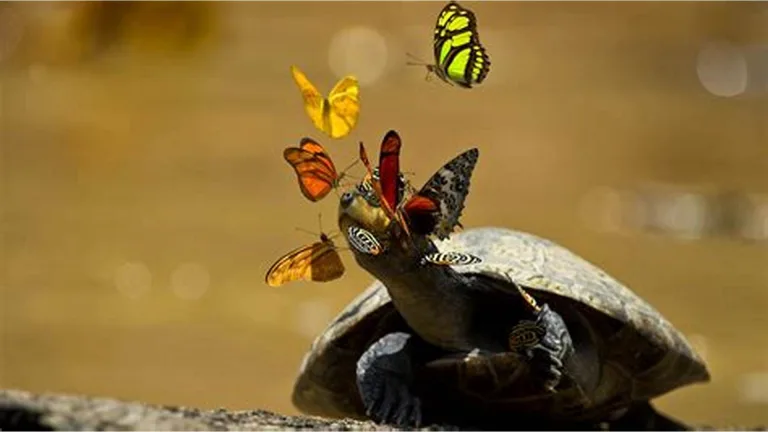 Mariposas que beben lágrimas de tortugas 2 Mariposas que beben lágrimas de tortugas