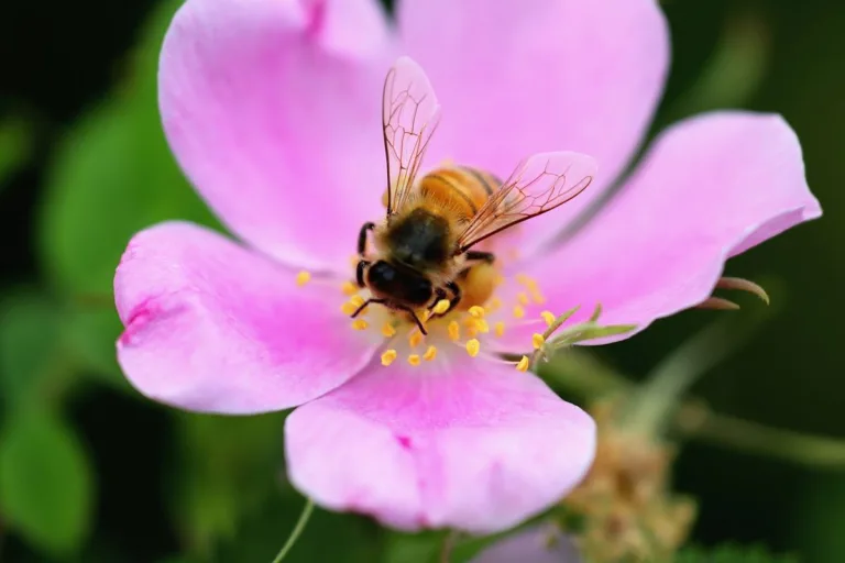 Reconocen a las abejas como sujeto de derecho y a los mayas como sus guardianes 5 Reconocen a las abejas como sujeto de derecho y a los mayas como sus guardianes