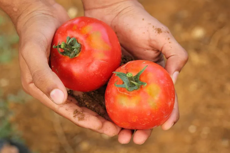 ¿Qué es la agricultura orgánica y cuáles son sus beneficios? 2 ¿Qué es la agricultura orgánica y cuáles son sus beneficios?
