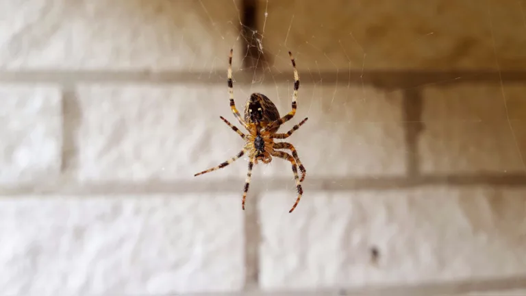 Arañas en casa? así puedes combatirlas naturalmente 2 Arañas en casa? así puedes combatirlas naturalmente