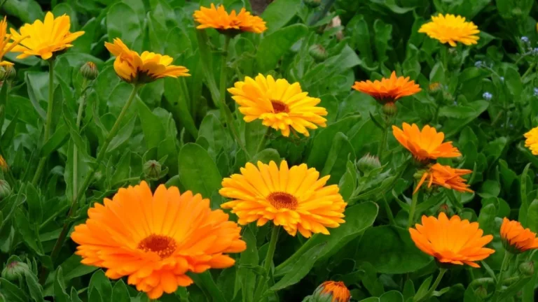 Flores medicinales que no pueden faltar en tu botiquín 9 Flores medicinales que no pueden faltar en tu botiquín