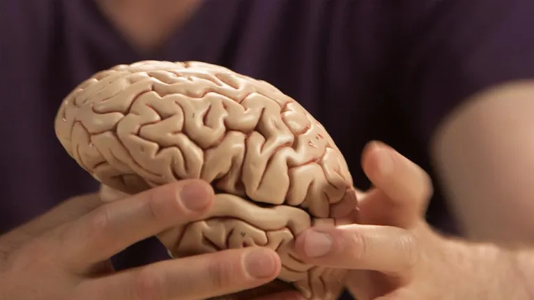 El cambio climático impacta en nuestro cerebro 3 El cambio climático impacta en nuestro cerebro