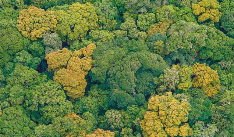 Las copas forestales que almacenan carbono se encuentran en un momento crucial 2 Las copas forestales que almacenan carbono se encuentran en un momento crucial