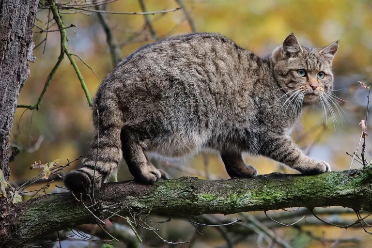 Los gatos domésticos, una amenaza para la recuperación del gato montés 3 Los gatos domésticos, una amenaza para la recuperación del gato montés