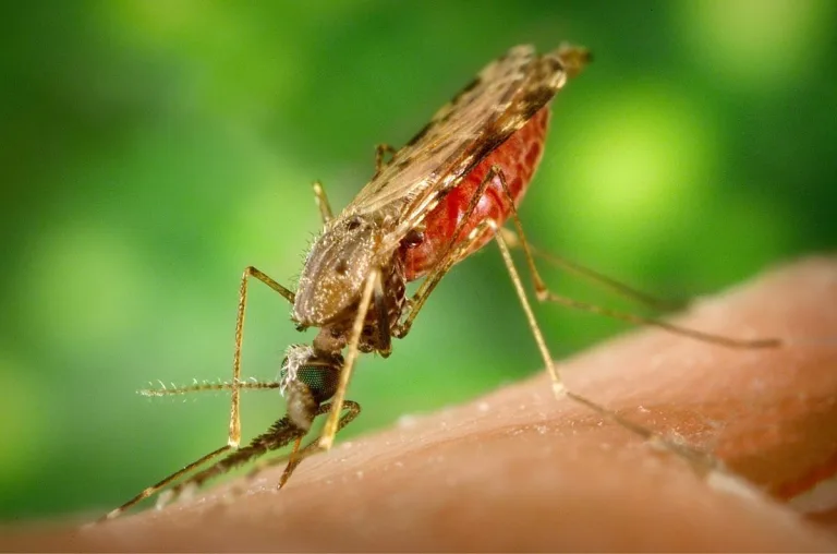 Enfermedades infecciosas amenazan a la población europea por las olas de calor 3 Enfermedades infecciosas amenazan a la población europea por las olas de calor