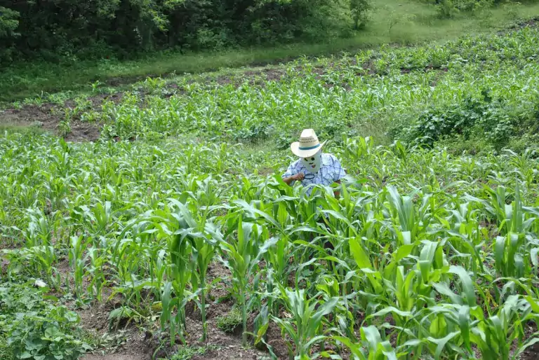 México prohibe el glifosato, 400 mil productores ya dejaron de usarlo 1 México prohibe el glifosato, 400 mil productores ya dejaron de usarlo