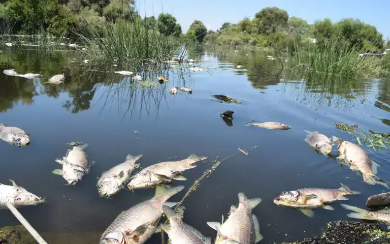 Los ríos se están calentando más rápido que los océanos 6 Los ríos se están calentando más rápido que los océanos