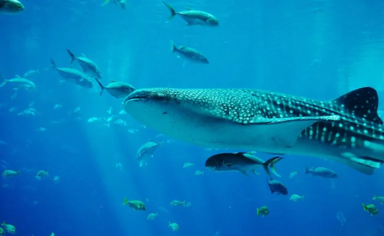 Los gentiles gigantes de los océanos necesitan nuestra ayuda 1 Los gentiles gigantes de los océanos necesitan nuestra ayuda