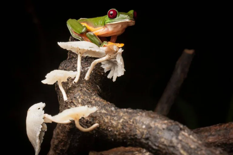 Anfibios en peligro por el cambio climático 5 Anfibios en peligro por el cambio climático