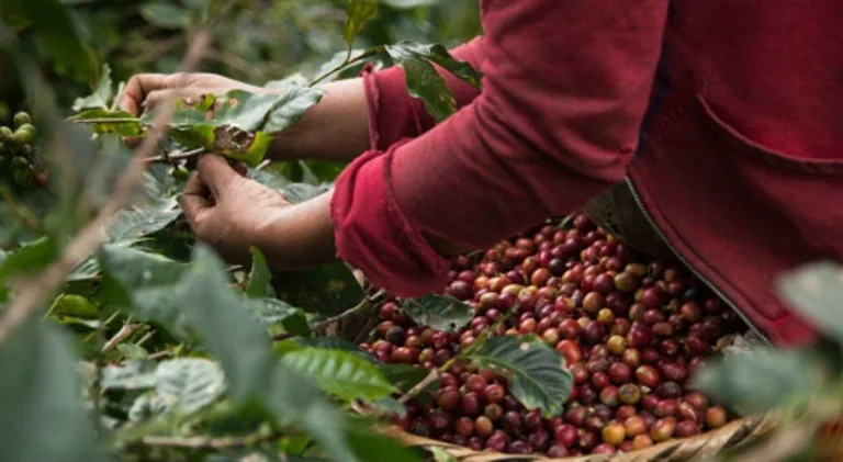 Transforman residuos de café en productos funcionales 9 Transforman residuos de café en productos funcionales