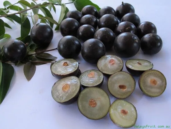 Jabuticaba: un extraño fruto con beneficios para la salud 2 jabuticaba fruto2 jpg