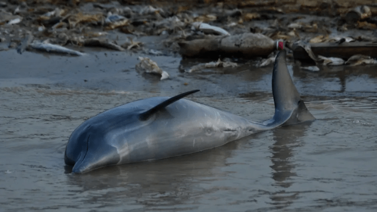 Muerte masiva de delfines en el Amazonas de Brasil 9 Muerte masiva de delfines en el Amazonas de Brasil