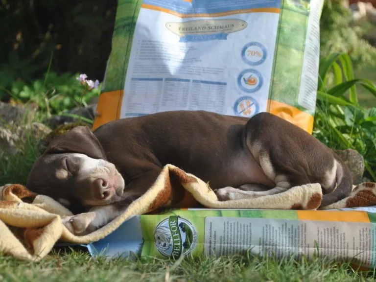 ¿Cuál es la mejor forma de alimentar a tus mascotas?