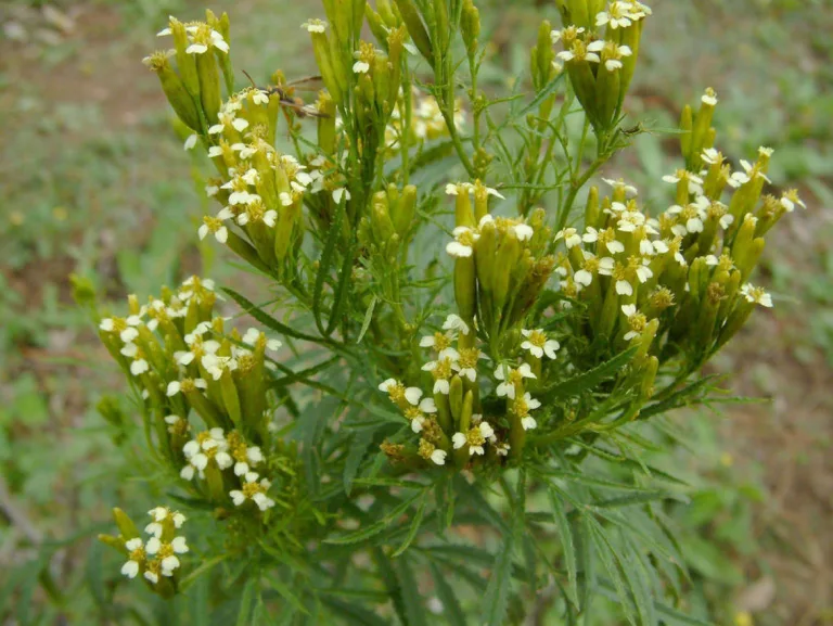 Si tienes esta hierbita en tu jardín, vale oro! 2 Si tienes esta hierbita en tu jardín, vale oro!