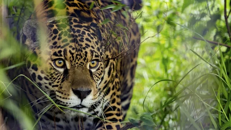 29 de noviembre, Día Internacional del Jaguar 2 29 de noviembre, Día Internacional del Jaguar