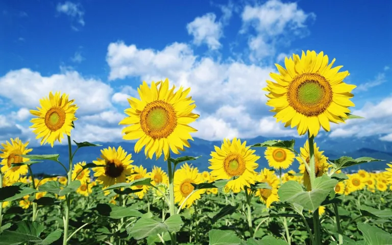 ¿Por qué el girasol sigue al sol? 10 ¿Por qué el girasol sigue al sol?
