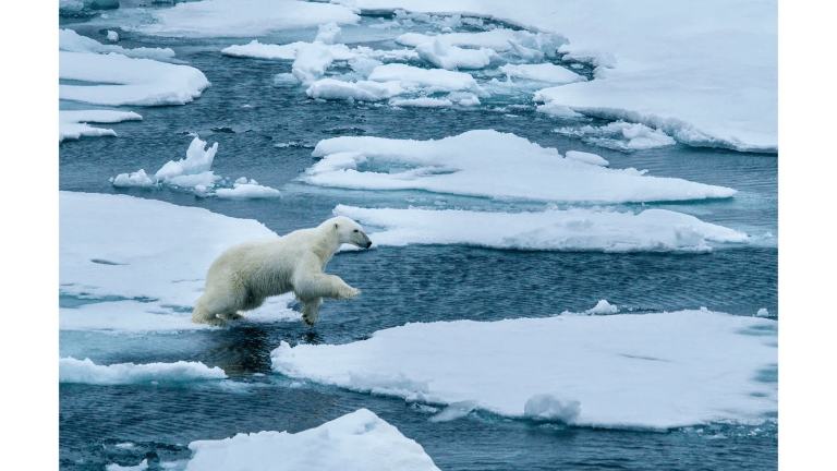 Osos polares, íconos climáticos 3 Osos polares, íconos climáticos