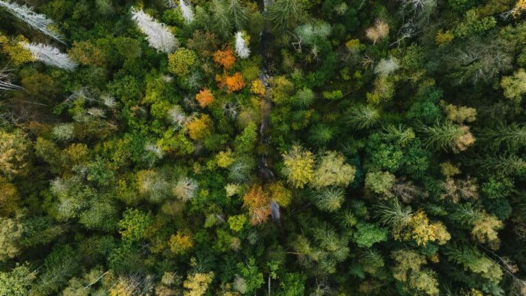 1 de noviembre: Día Mundial de la Ecología 3 1 de noviembre: Día Mundial de la Ecología