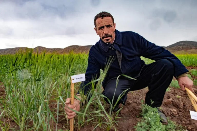 Calor y sequía, Medio Oriente puede ayudar en la producción de alimentos 6 Calor y sequía, Medio Oriente puede ayudar en la producción de alimentos