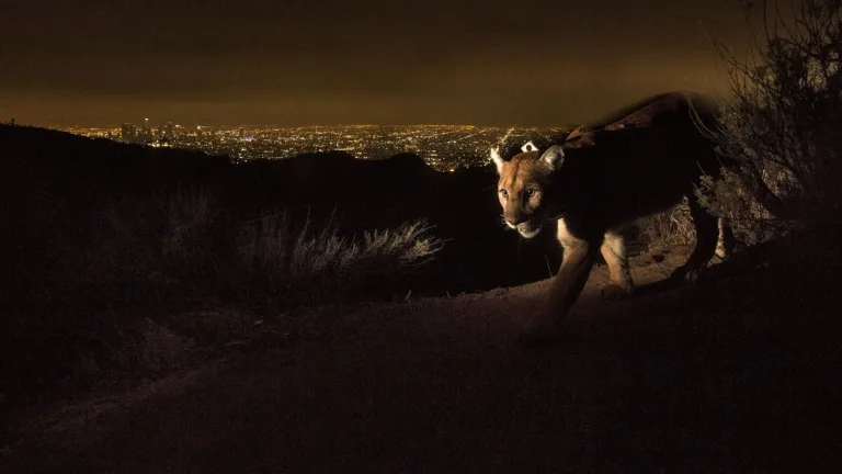 La contaminación lumínica afecta a los pumas