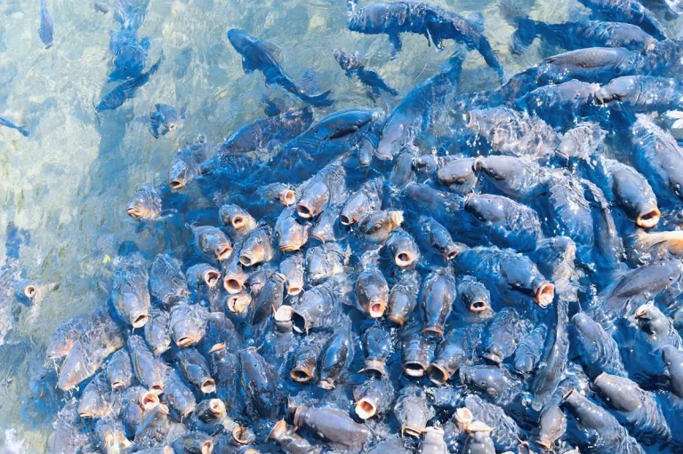 Hormonas inyectadas a los salmones, ¿son seguras? 3 Hormonas inyectadas a los salmones, ¿son seguras?