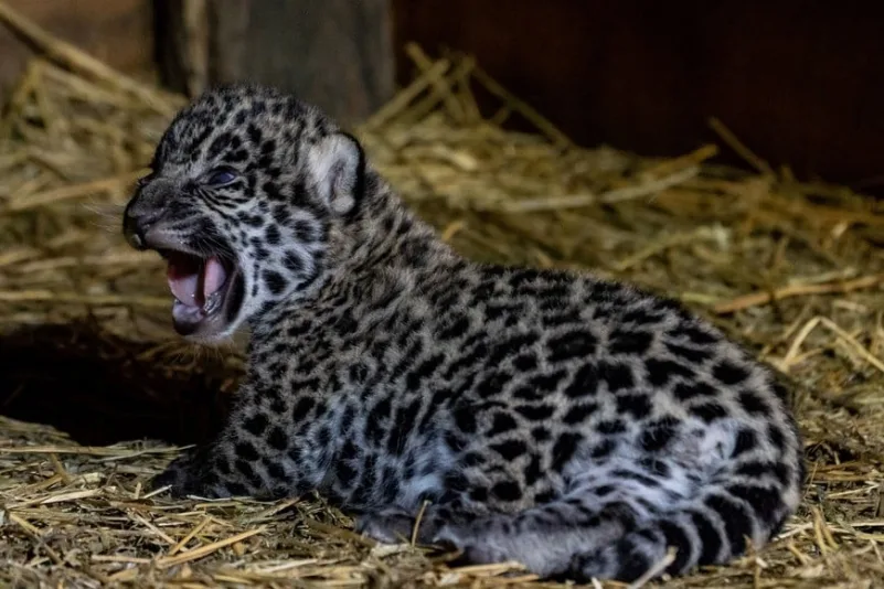 Día Internacional del Jaguar