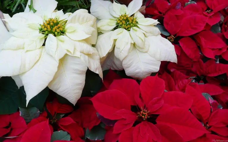 Cuidado con estas 6 plantas de interior 2 Cuidado con estas 6 plantas de interior