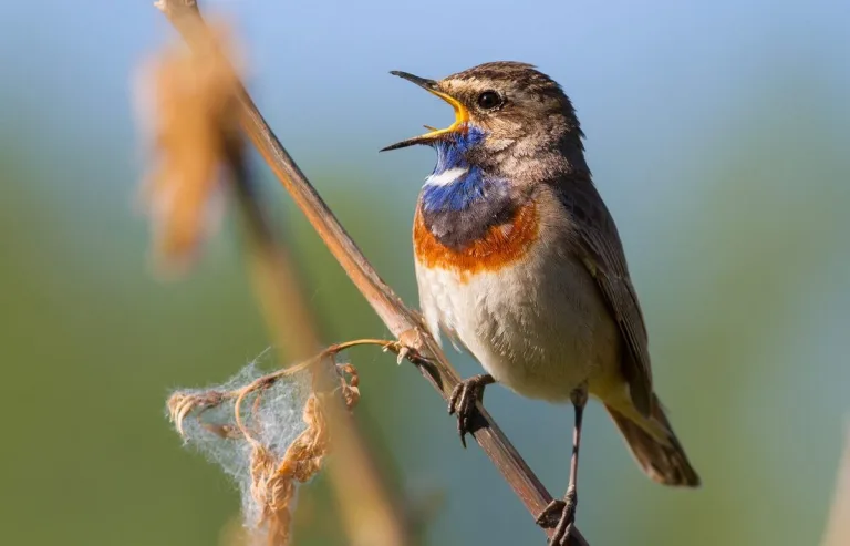 Influencia de los estomas en el canto de los pájaros 7 Influencia de los estomas en el canto de los pájaros