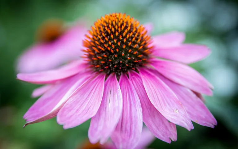 5 plantas medicinales para el sistema inmune 10 5 plantas medicinales para el sistema inmune