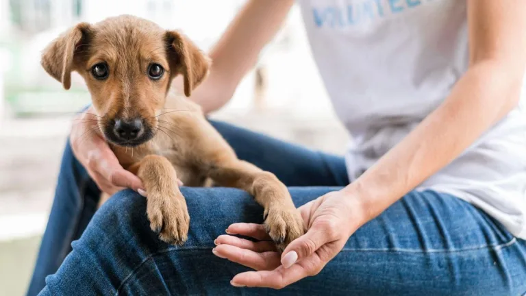 Qué considerar antes de adoptar a una mascota: cuidados y responsabilidades 2 Qué considerar antes de adoptar a una mascota: cuidados y responsabilidades