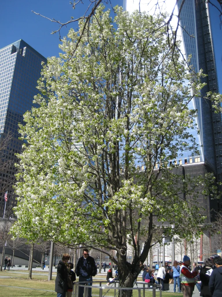 El hermoso y extraordinario árbol que sobrevivió al 09/11 2 El hermoso y extraordinario árbol que sobrevivió al 09/11