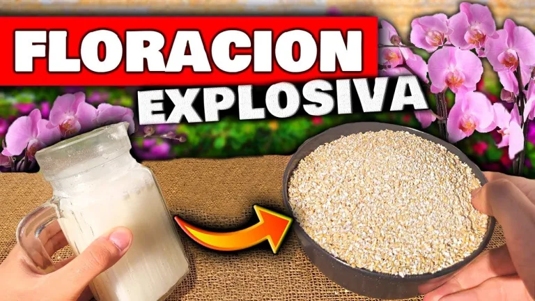 Abono casero para estimular la floración