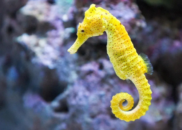 7 animales transgénicos que generan polémica 1 7 animales transgénicos que generan polémica