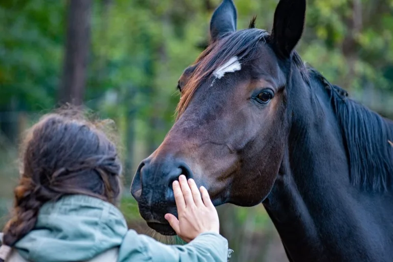 ¿Por qué los humanos tienen un vínculo tan fuerte con los caballos? 3 ¿Por qué los humanos tienen un vínculo tan fuerte con los caballos?