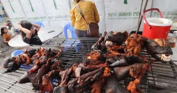 carne de perro