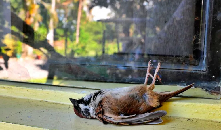 ¿Cómo evitar las colisiones de aves contra las ventanas? 2 ¿Cómo evitar las colisiones de aves contra las ventanas?