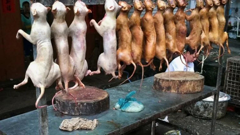 Prohíben la carne de perro en Corea 5 Prohíben la carne de perro en Corea