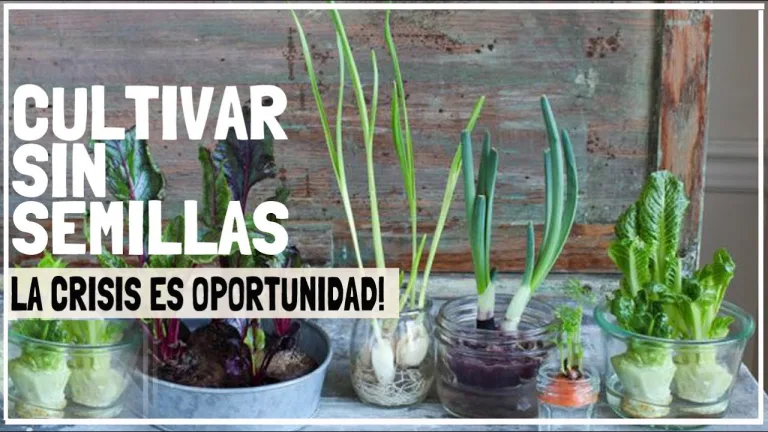 Cómo comenzar tu huerto si no tienes semillas 4 Cómo comenzar tu huerto si no tienes semillas