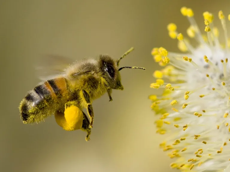 ¿Por qué bailan las abejas? 5 ¿Por qué bailan las abejas?