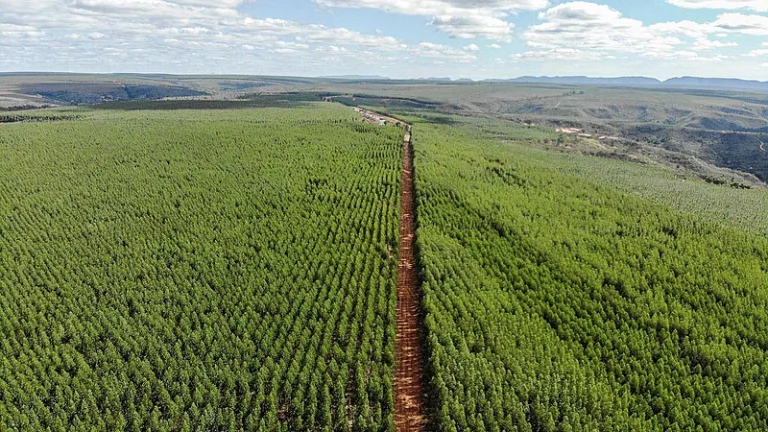 Eucaliptos en Brasil: carbón verde pero menos agua 1 Eucaliptos en Brasil: carbón verde pero menos agua