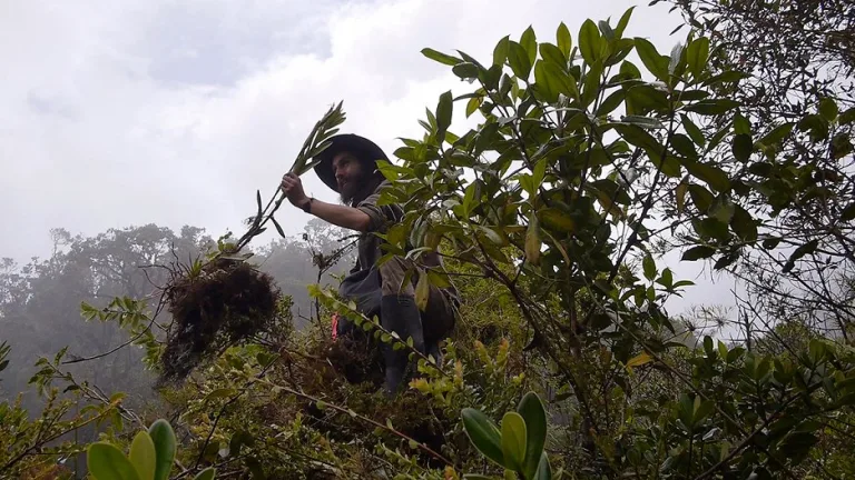 4 documentales sobre la inteligencia y la importancia de las plantas 7 4 documentales sobre la inteligencia y la importancia de las plantas