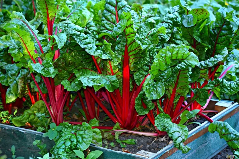 Cómo crear un huerto sostenible en tu hogar 4 Cómo crear un huerto sostenible en tu hogar