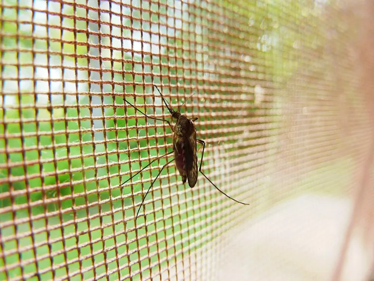 Plantas anti mosquitos y otras plagas