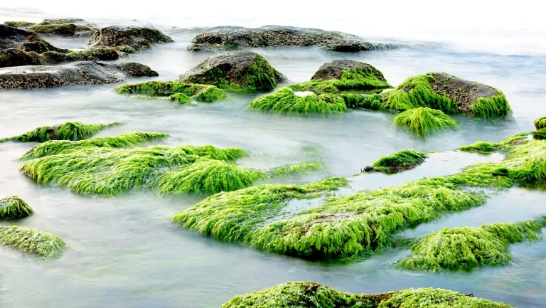 Las algas marinas podrían resistir a una guerra nuclear y alimentar al mundo 1 Las algas marinas podrían resistir a una guerra nuclear y alimentar al mundo