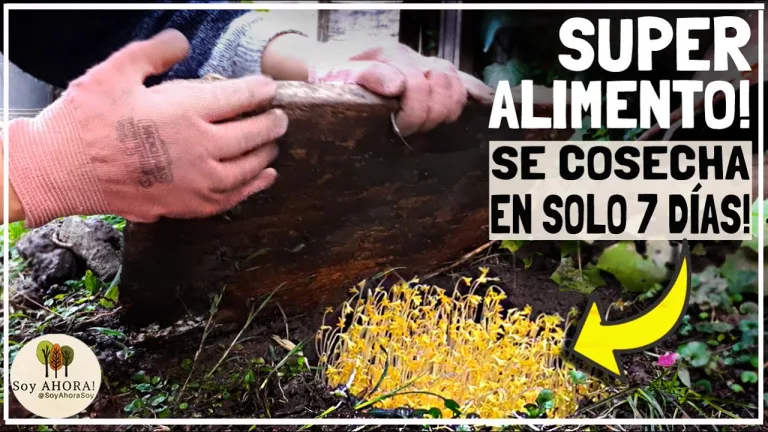 Cultivo de Supervivencia! Alto valor nutritivo en 7 días 8 Cultivo de Supervivencia! Alto valor nutritivo en 7 días