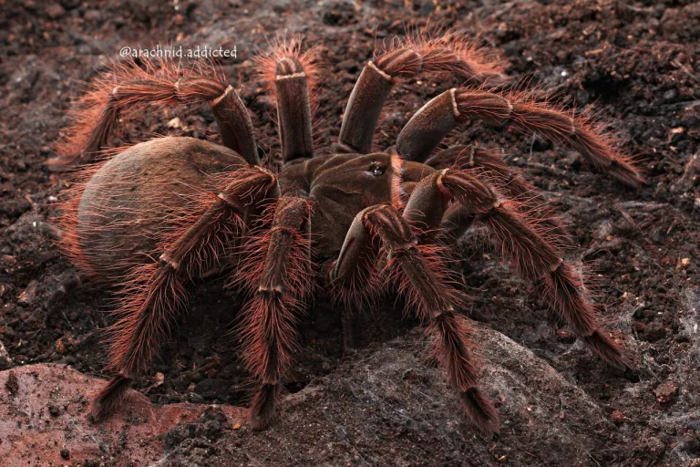 La araña más grande del mundo 2 La araña más grande del mundo
