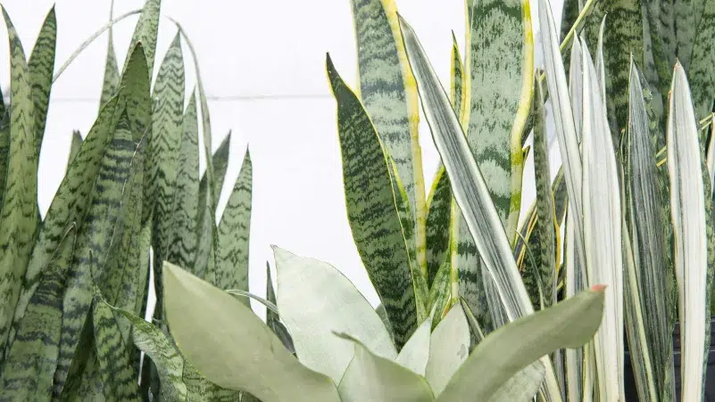 Con estas 5 plantas de interior podrás refrescar tu hogar 3 plantas de interior