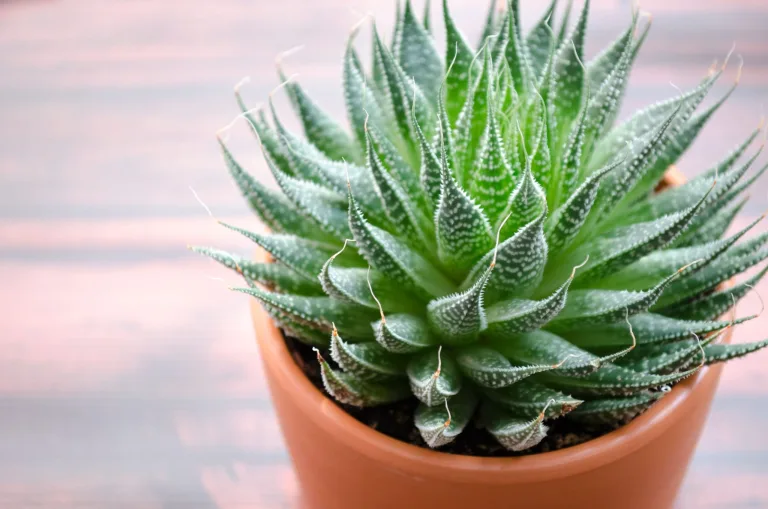 Con estas 5 plantas de interior podrás refrescar tu hogar 8 Con estas 5 plantas de interior podrás refrescar tu hogar